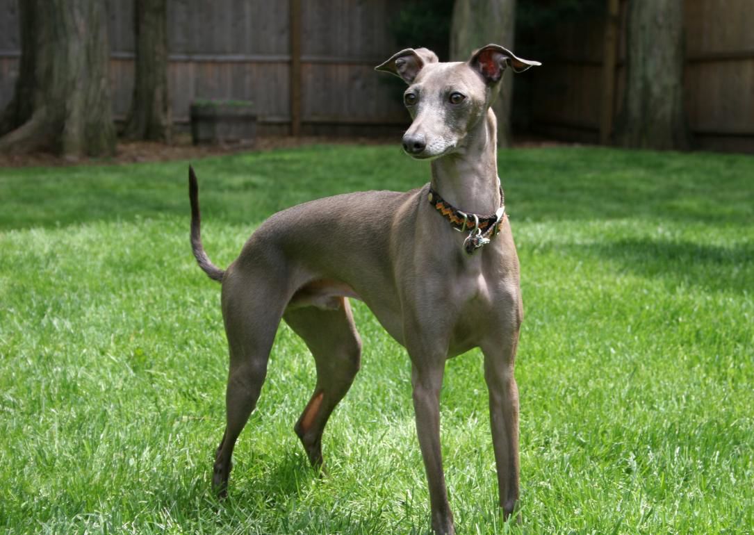 #17. Italian Greyhound